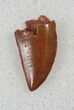 Small Raptor Tooth From Morocco - #26054-1